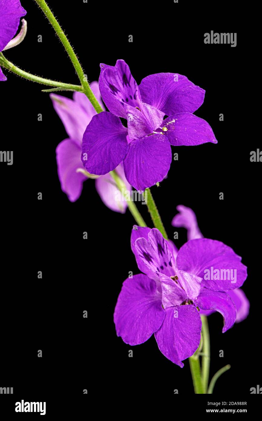 Fiore viola di delfinio selvaggio, larkspur fiore, isolato su sfondo nero Foto Stock
