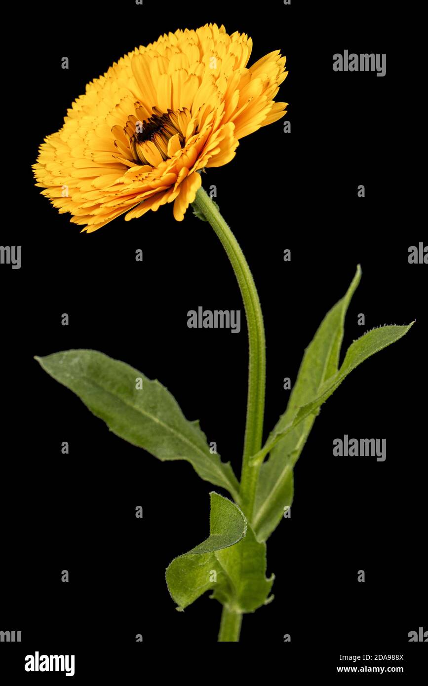 Fiore arancione di calendula, isolato su sfondo nero Foto Stock