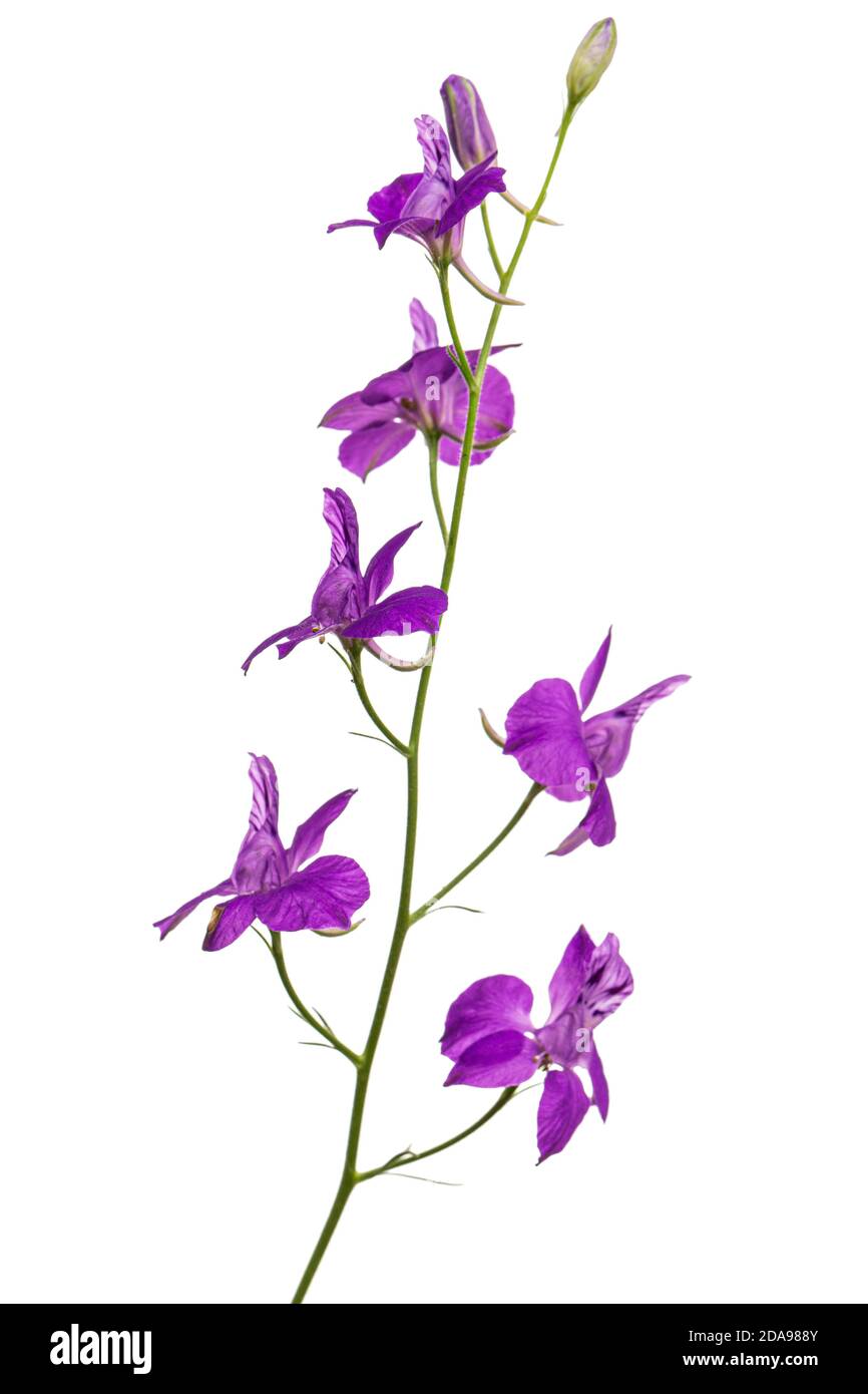 Fiore viola di delfinio selvatico, fiore larkspur, isolato su sfondo bianco Foto Stock