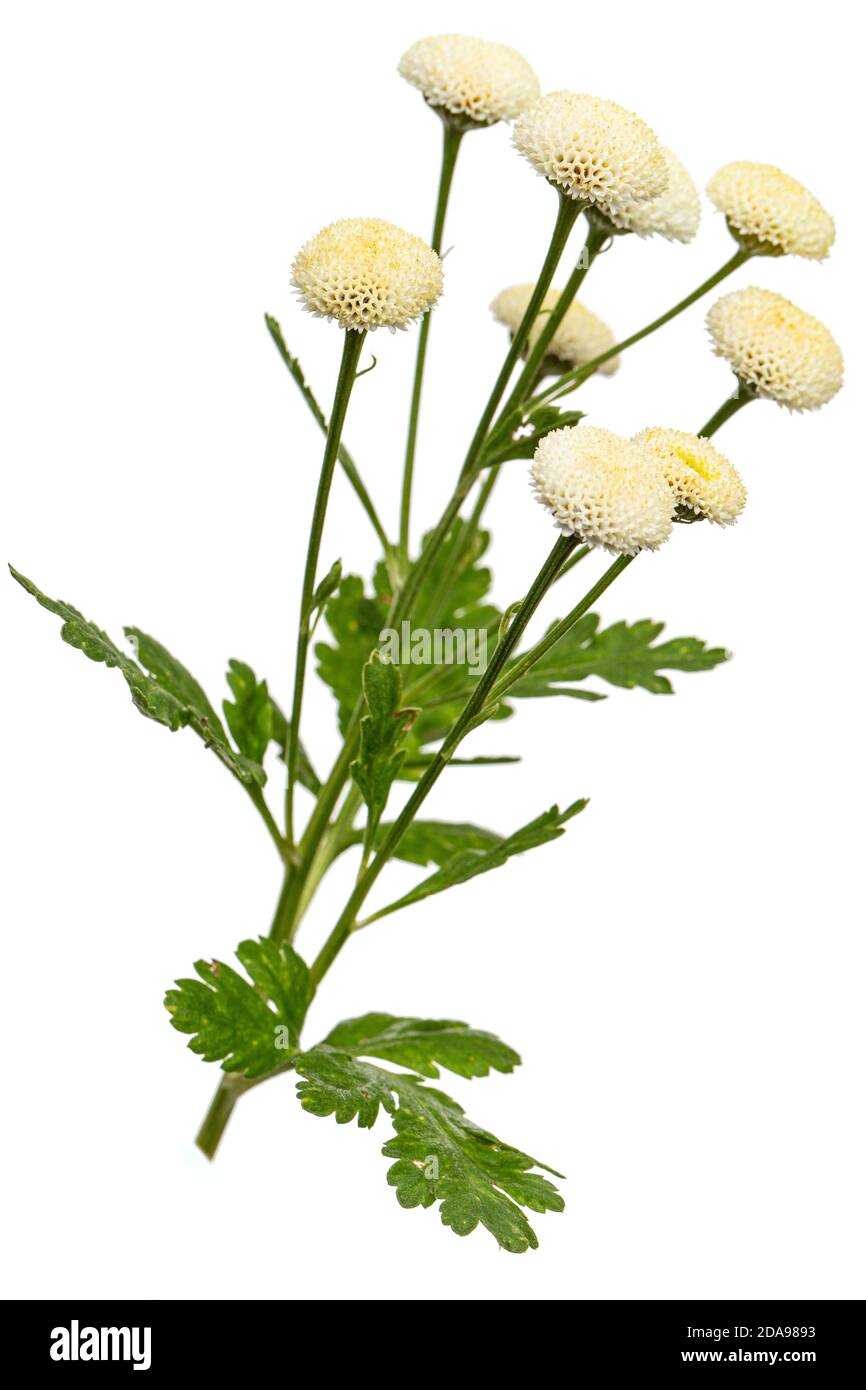 Fiori di crema di ofcrisantemo, isolati su sfondo bianco Foto Stock