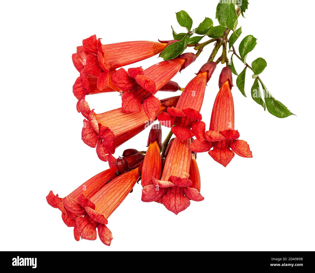 Fiori rossi di Campsis, radicans grandiflora (tromba superriduttore) arrampicata fiore liana pianta, isolato su sfondo bianco Foto Stock