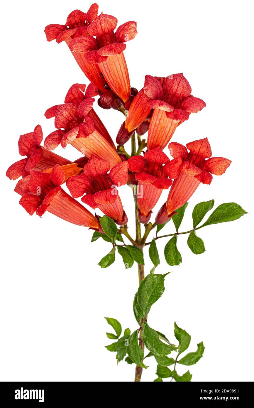 Fiori rossi di Campsis, radicans grandiflora (tromba superriduttore) arrampicata fiore liana pianta, isolato su sfondo bianco Foto Stock
