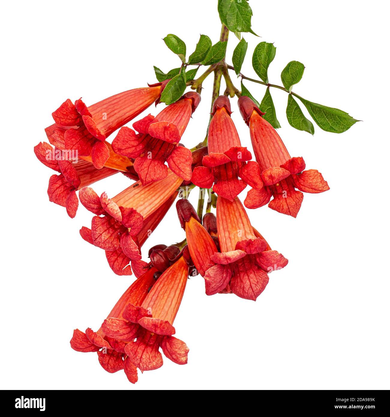 Fiori rossi di Campsis, radicans grandiflora (tromba superriduttore) arrampicata fiore liana pianta, isolato su sfondo bianco Foto Stock