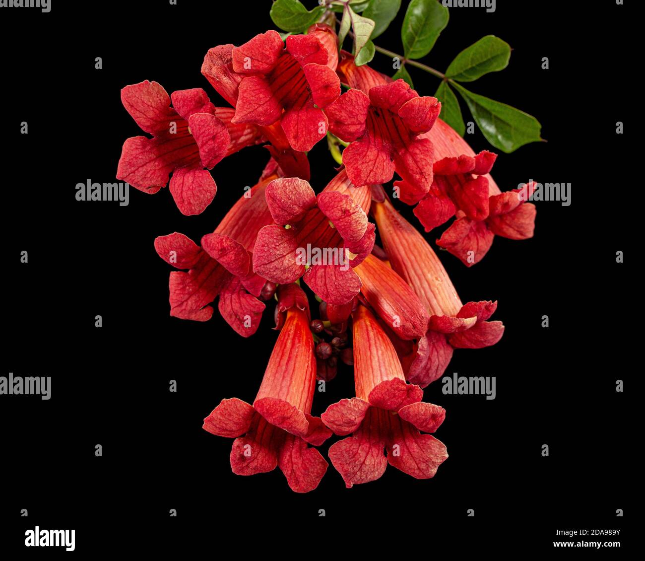 Fiori rossi di Campsis, radicans grandiflora (tromba superriduttore) arrampicata fiore liana pianta, isolato su sfondo nero Foto Stock