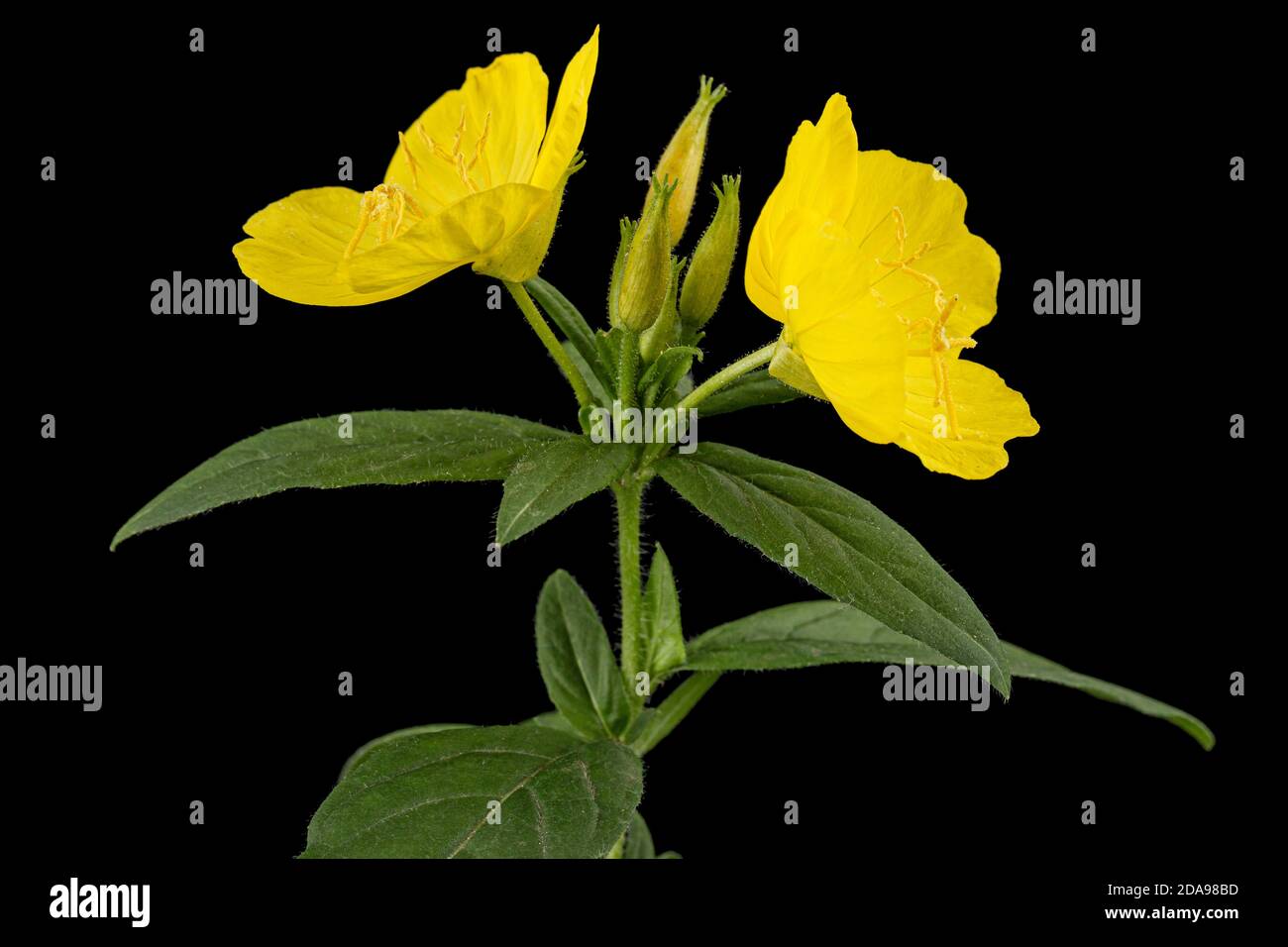 Fiore di giallo sera Primrose, lat. Enotera, isolato su sfondo nero Foto Stock