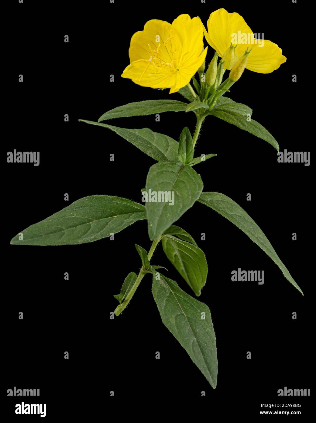 Fiore di giallo sera Primrose, lat. Enotera, isolato su sfondo nero Foto Stock