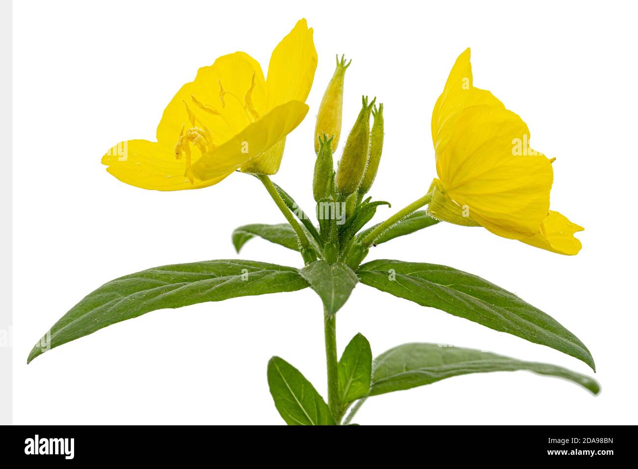 Fiore di giallo sera Primrose, lat. Enotera, isolata su sfondo bianco Foto Stock