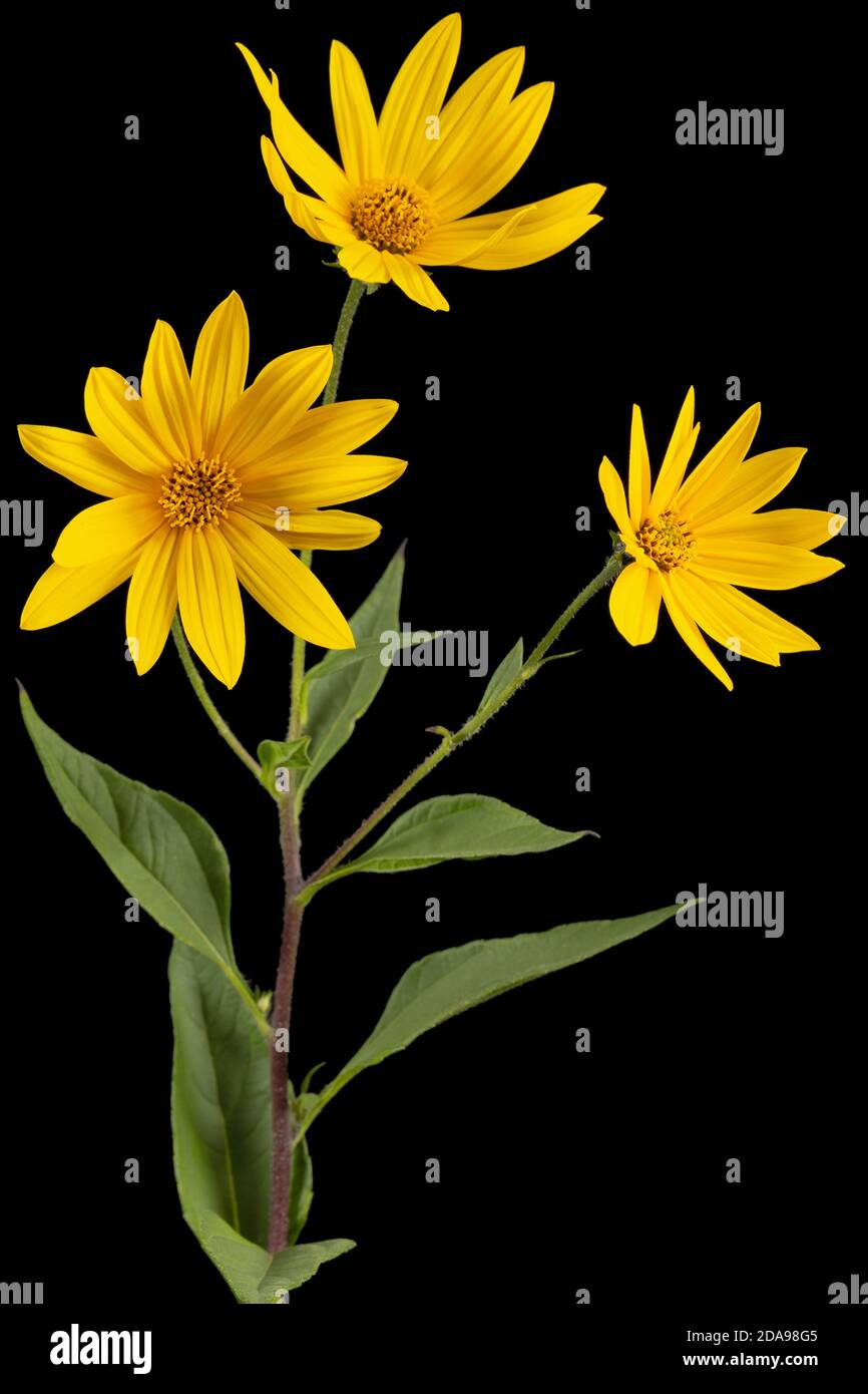 Fiori di artichoke di Gerusalemme (mela della Terra), lat. Helianthus tuberosus L. o girasolo, isolato su fondo nero Foto Stock