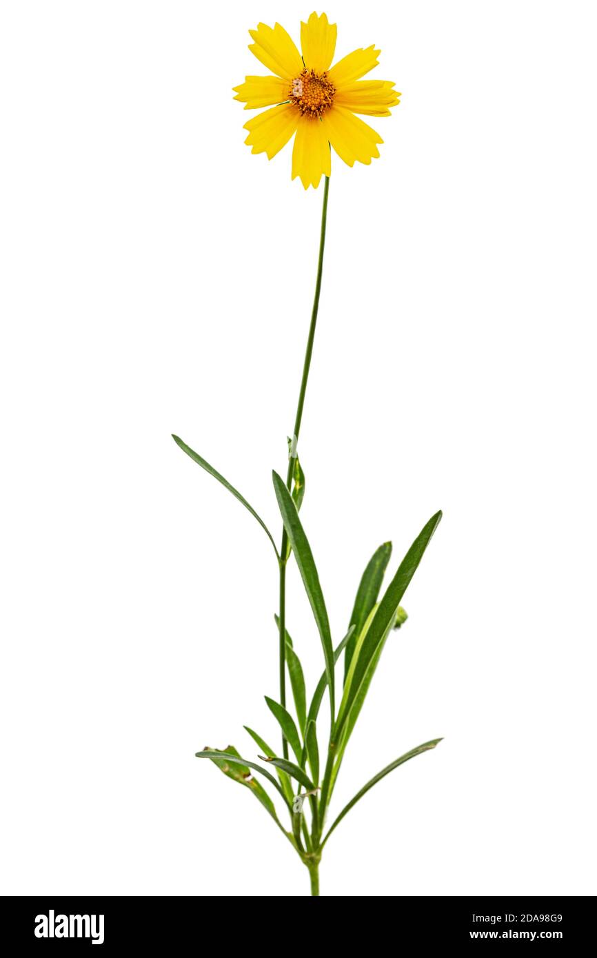 Fiori gialli di coreopsis (Coreopsis lanceolata), isolati su sfondo bianco Foto Stock