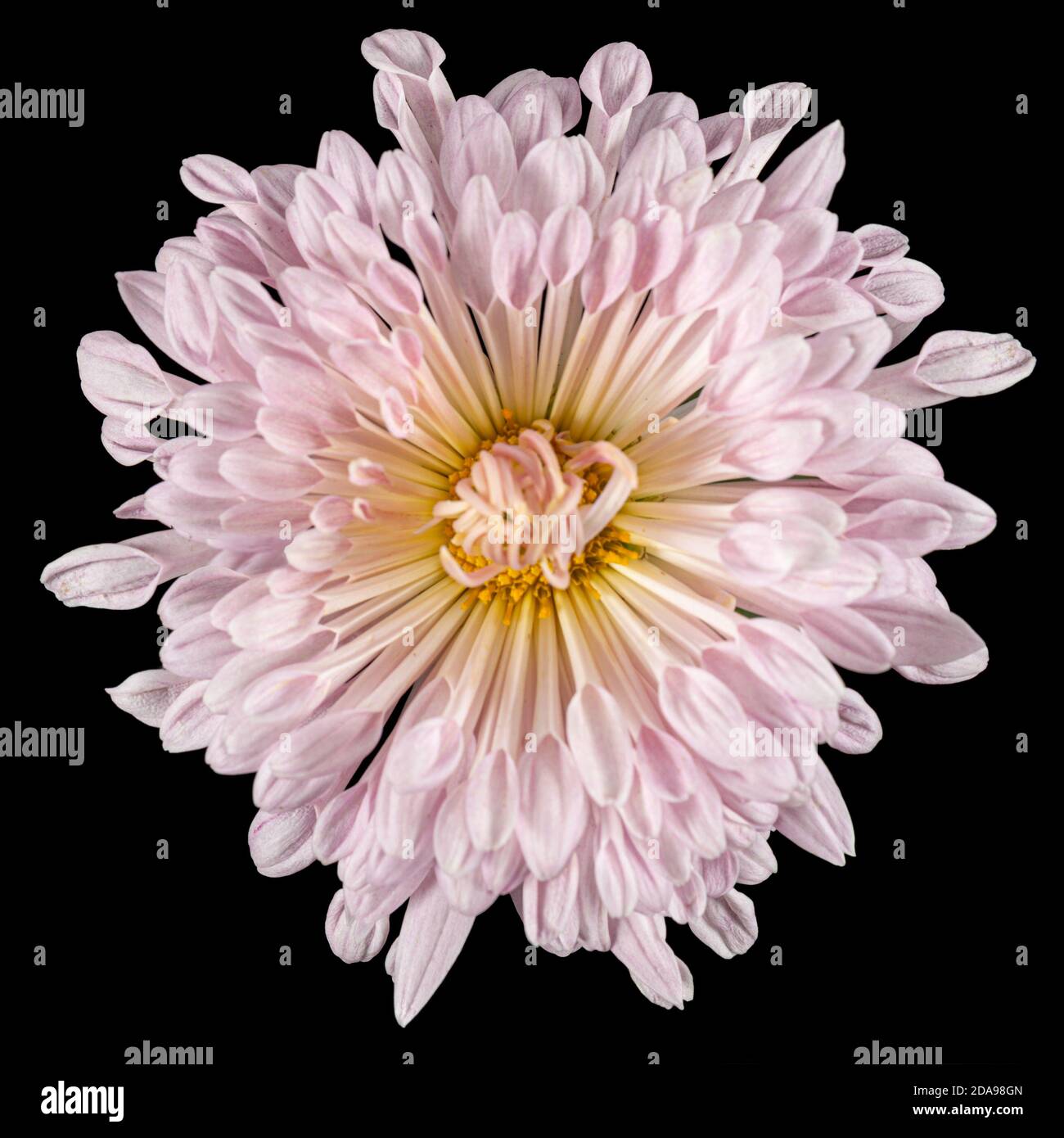 Fiore di crisantemo rosa, isolato su sfondo nero Foto Stock