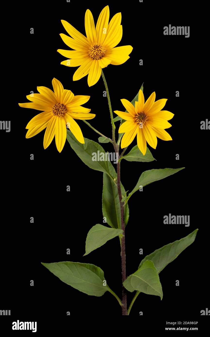Fiori di artichoke di Gerusalemme (mela della Terra), lat. Helianthus tuberosus L. o girasolo, isolato su fondo nero Foto Stock