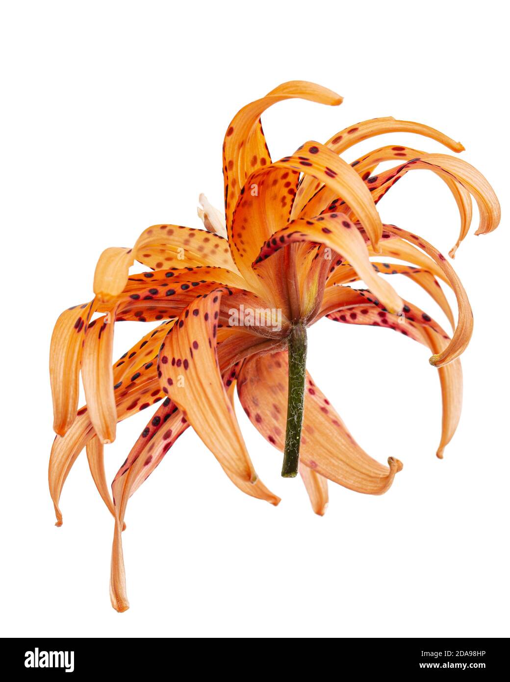 Fiore di giglio asiatici, isolato su sfondo bianco Foto Stock