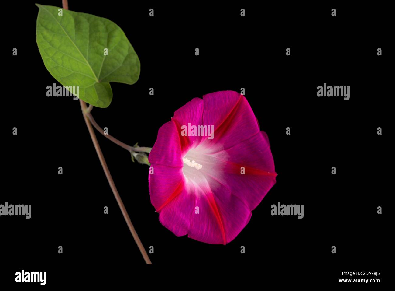 Fiore di ipomea, gloria giapponese mattina, convolvulus, isolato su sfondo nero Foto Stock