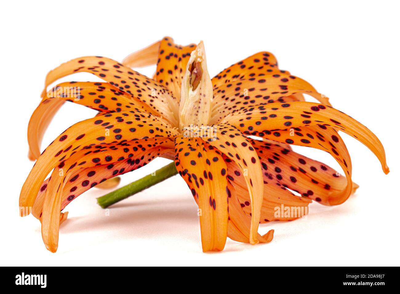 Fiore di giglio asiatici, isolato su sfondo bianco Foto Stock