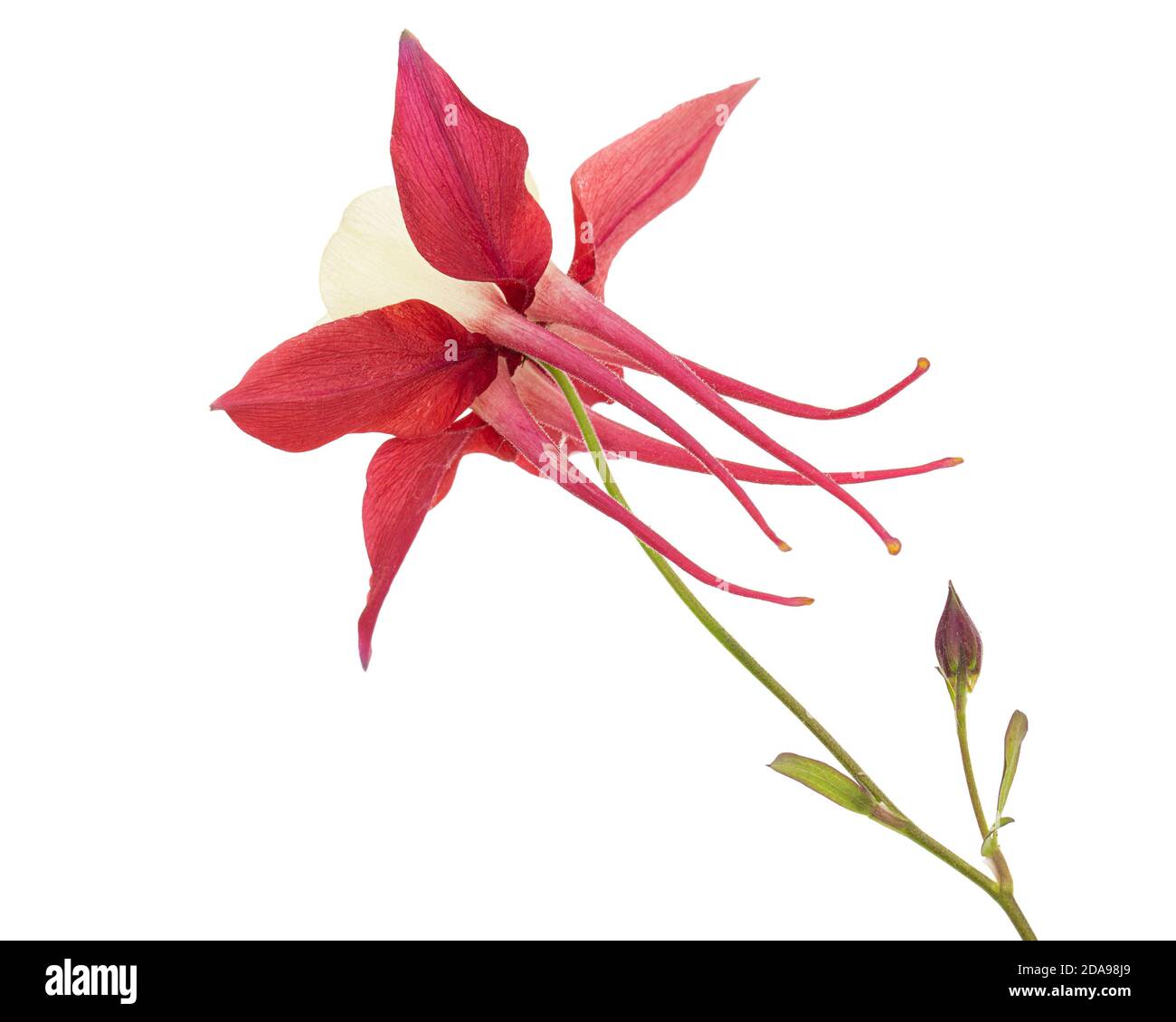 Fiore rosso di aquilegia, fiore di catchment closeup, isolato su sfondo bianco Foto Stock