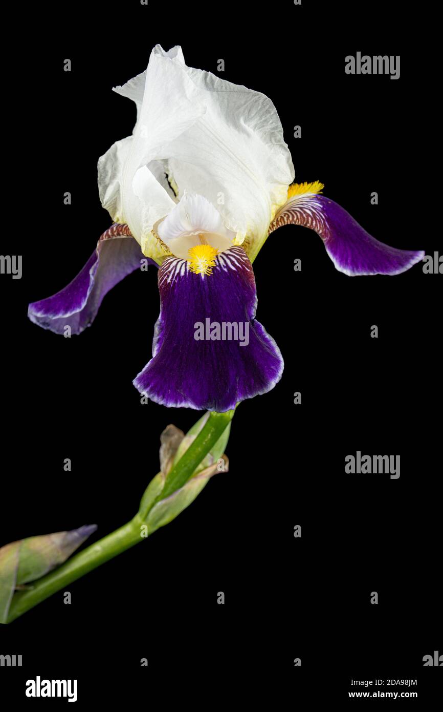 Fiore a strisce blu bianco di iride, isolato su sfondo nero Foto Stock