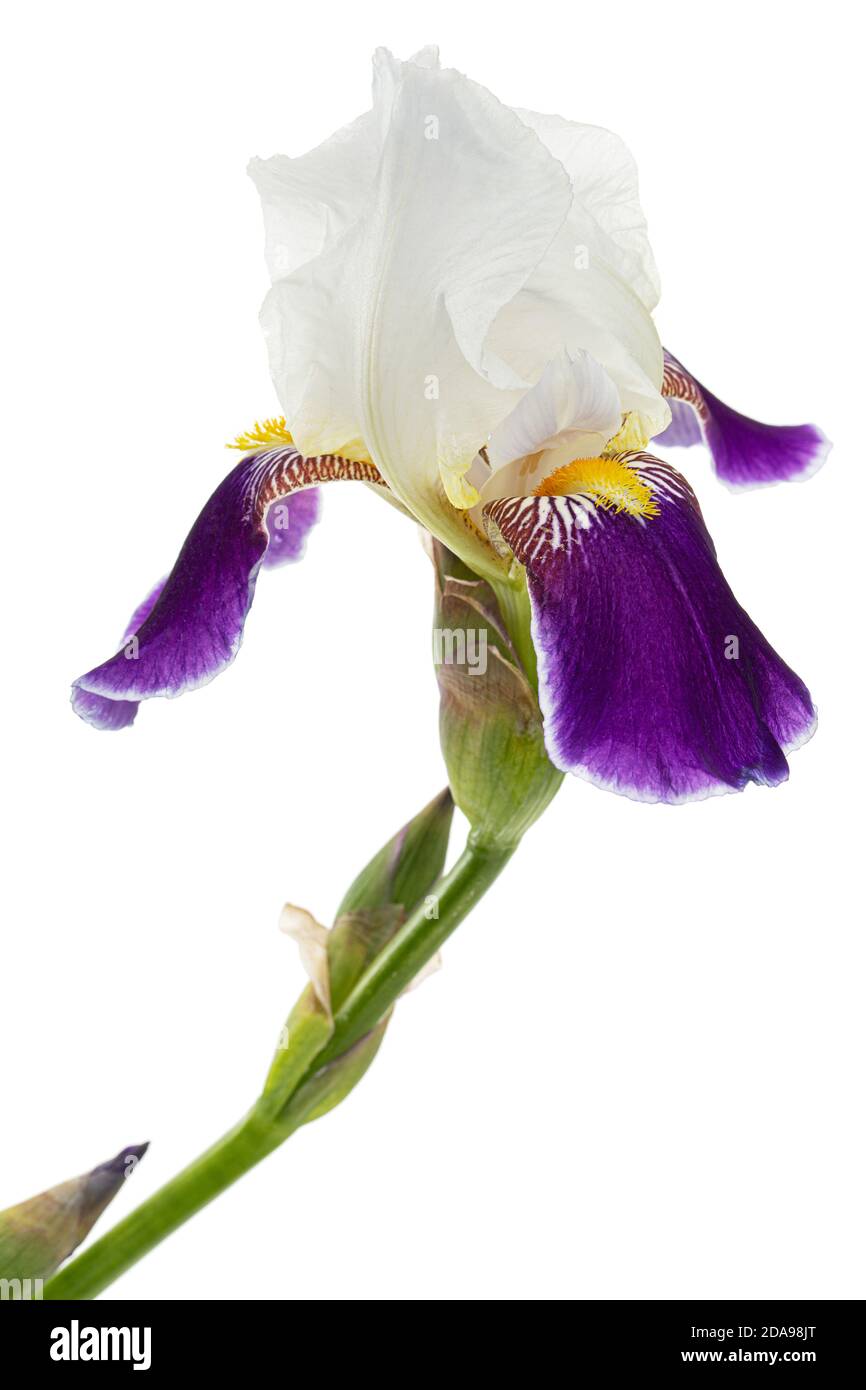Fiore a strisce blu bianco di iride, isolato su sfondo bianco Foto Stock