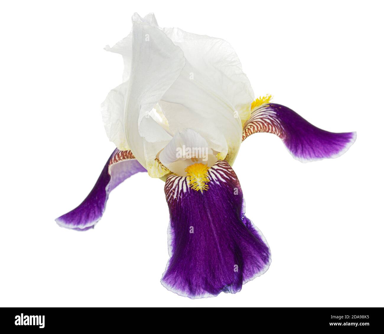 Fiore a strisce blu bianco di iride, isolato su sfondo bianco Foto Stock