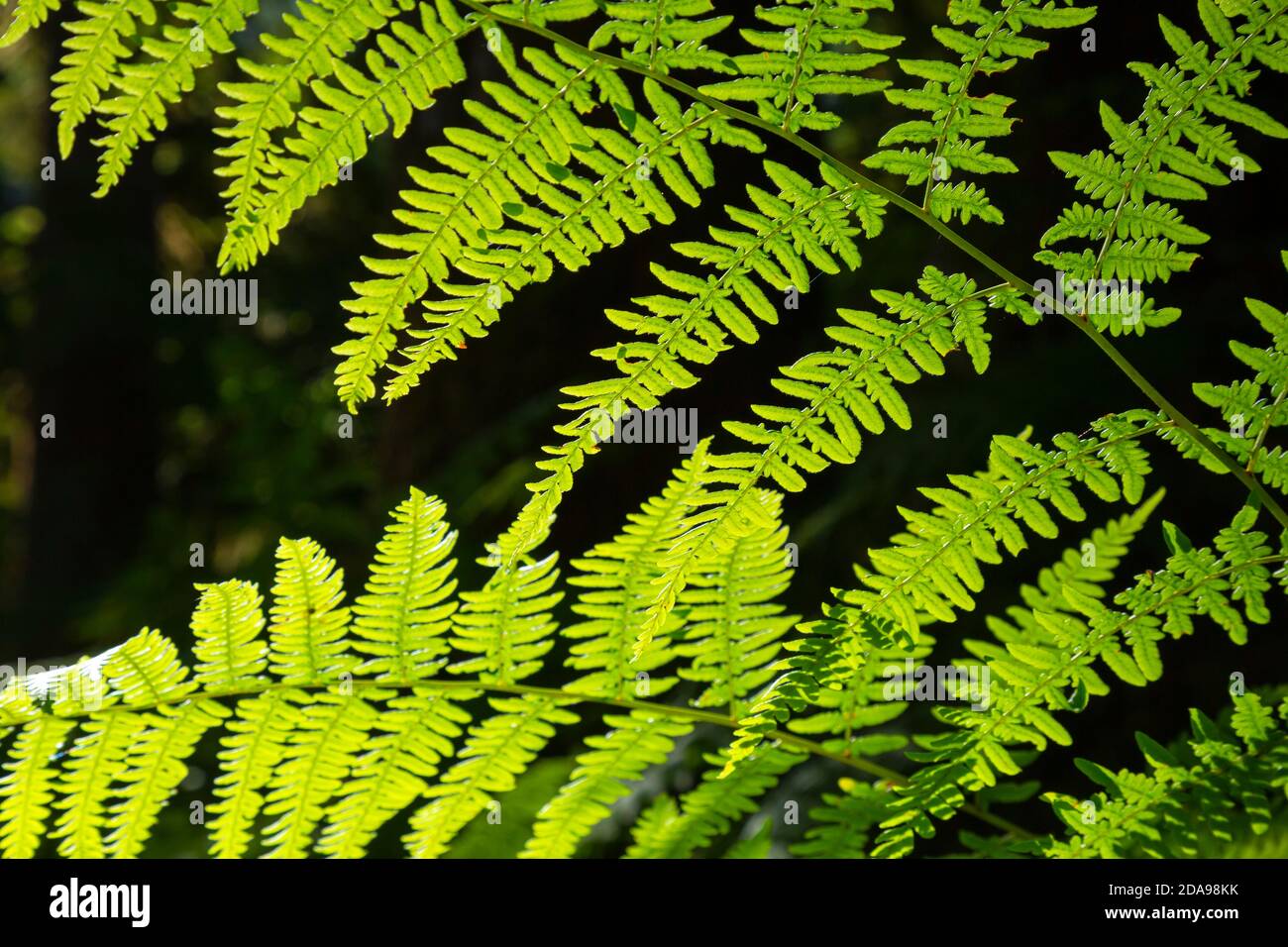 WA16989-00...WASHINGTON - una felce bracken che cresce lungo il sentiero del fiume Hoh nel Parco Nazionale Olimpico. Foto Stock