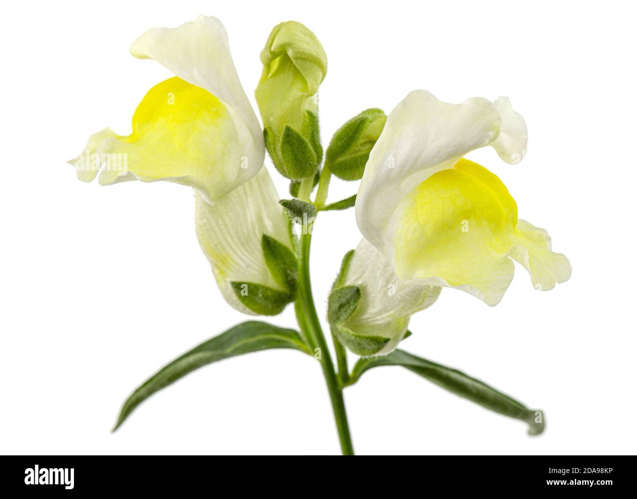 Fiori gialli di Snapdragon, lat.Antirrhinum majus, isolati su sfondo bianco Foto Stock