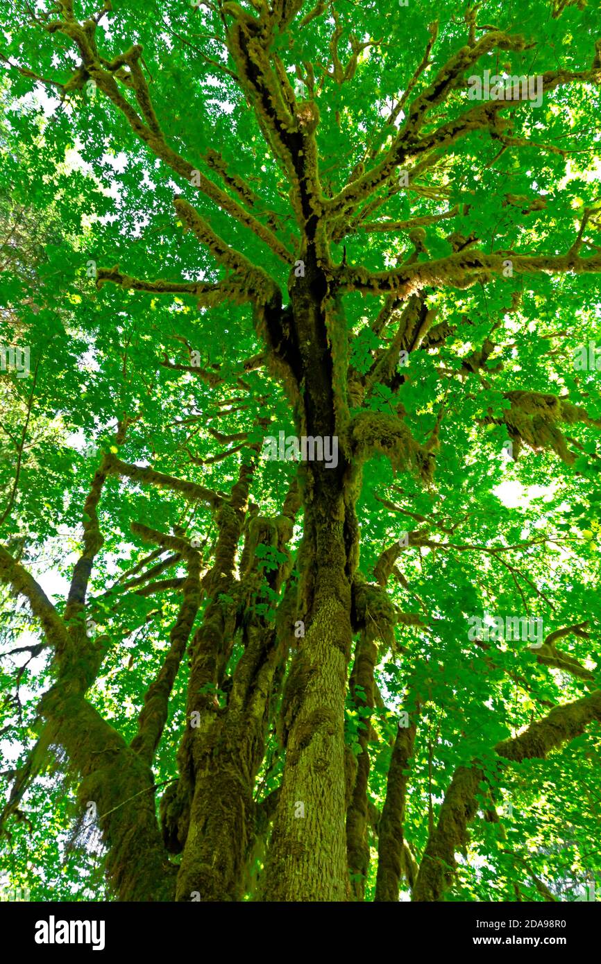 WA16994-00...WASHINGTON - Moss Covered Big Leaf Maple nella Hoh River Valley, una foresta pluviale temperata nel Parco Nazionale Olimpico. Foto Stock