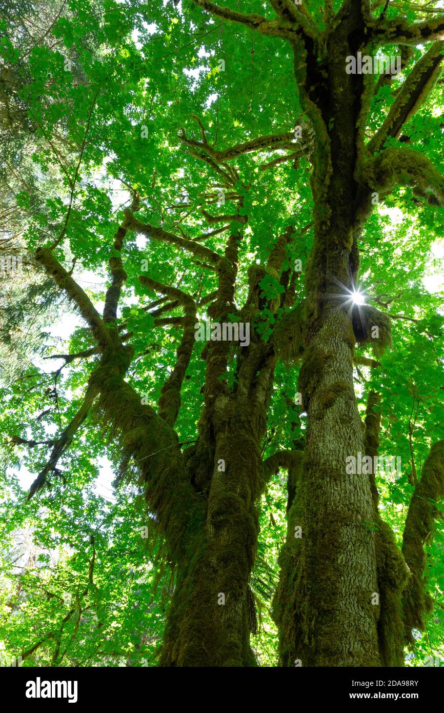 WA16995-00...WASHINGTON - Moss Covered Big Leaf Maple nella Hoh River Valley, una foresta pluviale temperata nel Parco Nazionale Olimpico. Foto Stock