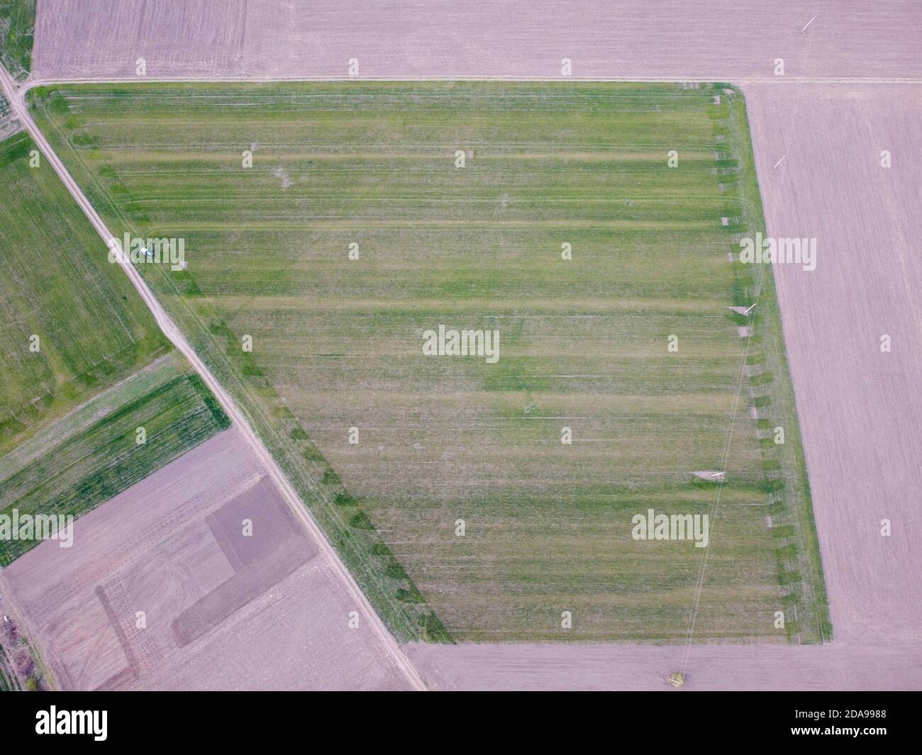 Area di raccolto del grano, scarsa crescita del raccolto, perdita di prodotto dovuta a condizioni atmosferiche avverse e gelate primaverili Foto Stock