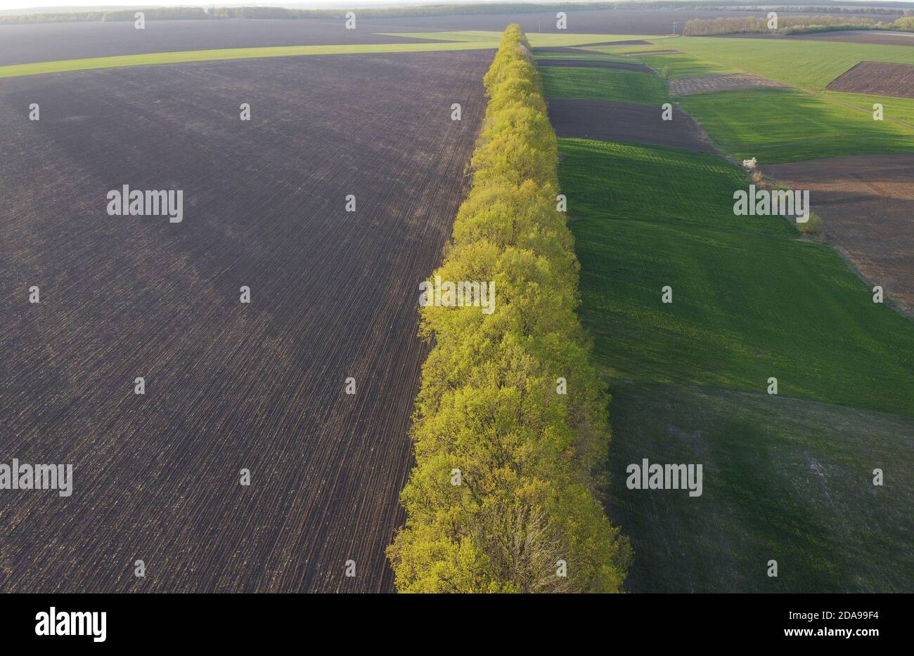 Una striscia di foresta che separa il campo da campi piccoli con raccolti Foto Stock