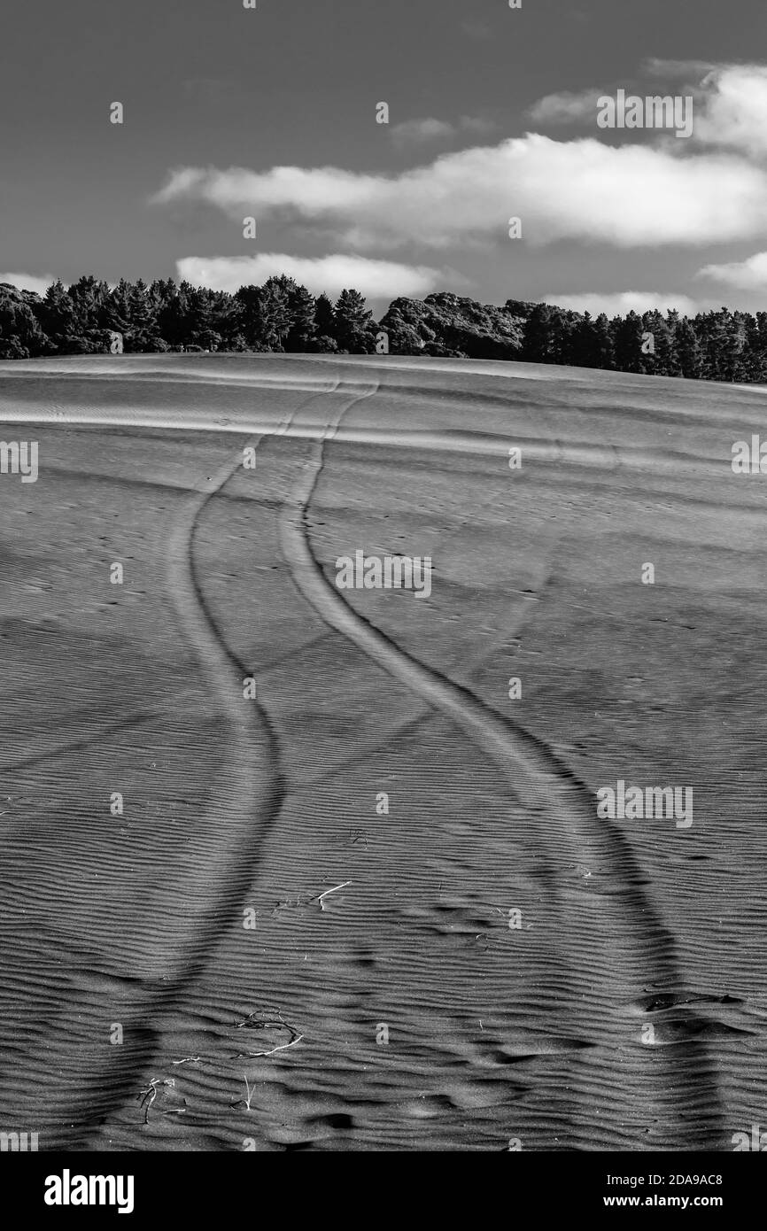 Sterrati tortuosi sulla sabbia, che si dirigono verso una linea di alberi all'orizzonte. Fotografato a Bethells Beach, Nuova Zelanda. Bianco e nero Foto Stock