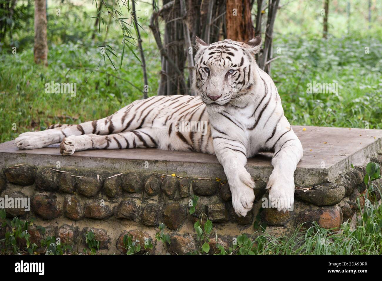 Bengala Tigre Bianco che giace giù occhi verdi che puntano nella fauna indiana animale parco nazionale Karnataka India. Avventura safari viaggio attraverso la fitta foresta Foto Stock