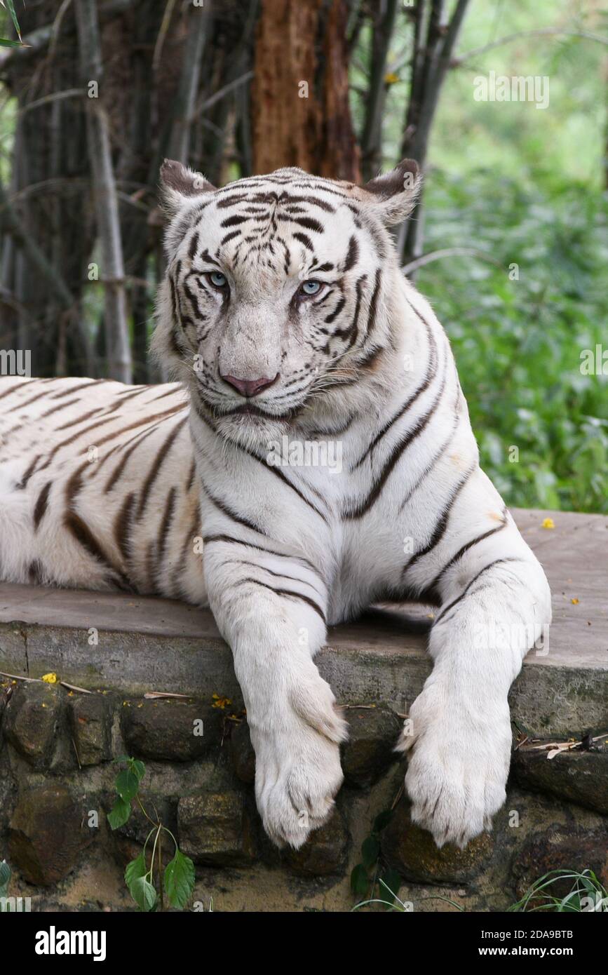 Bengala Tigre Bianco che giace giù occhi verdi che puntano nella fauna indiana animale parco nazionale Karnataka India. Avventura safari viaggio attraverso la fitta foresta Foto Stock
