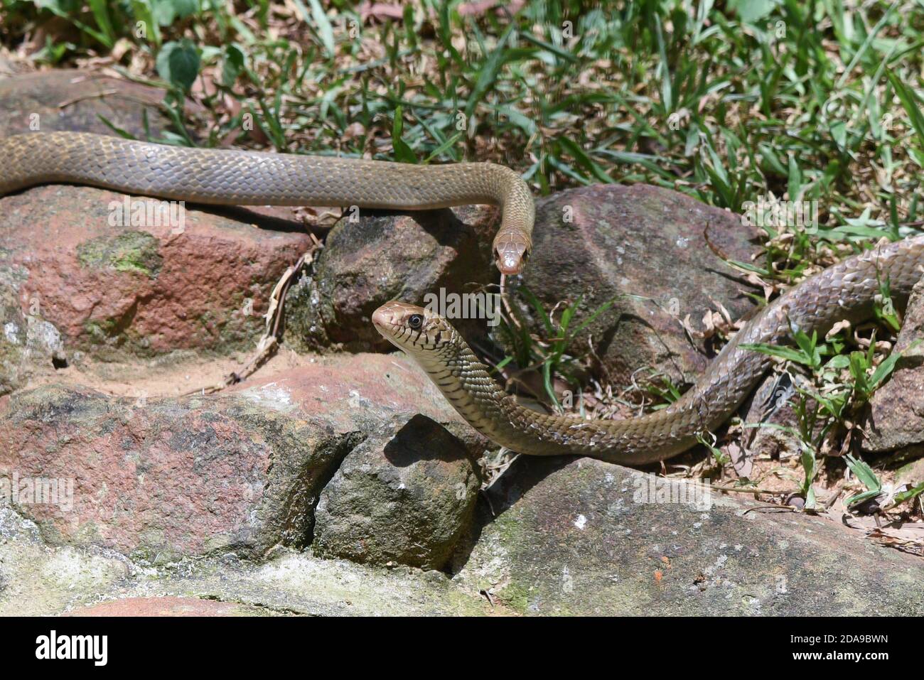 Snake King Cobra (Ophiophagus hannah), il più lungo dei rettili venomosi neri del mondo strisciando è una bestia pericolosa. Bella pelle di serpente con strisce gialle. Foto Stock