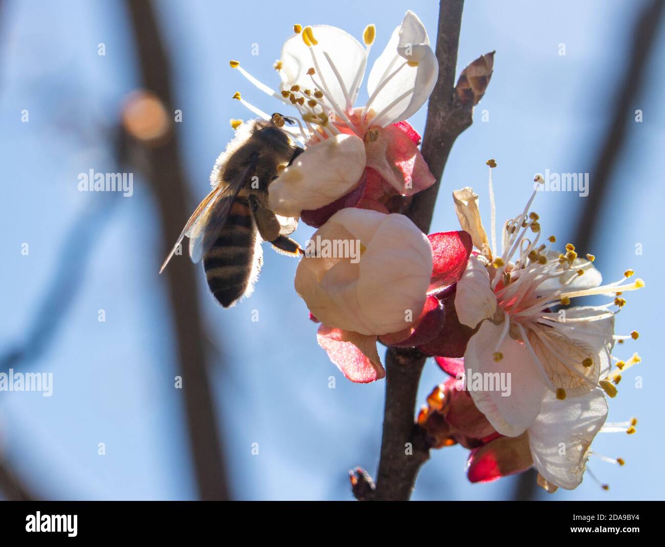 Un'ape sullo sfondo del cielo blu e nei raggi del sole che vola all'albero di frutta per raccogliere il miele. Foto Stock