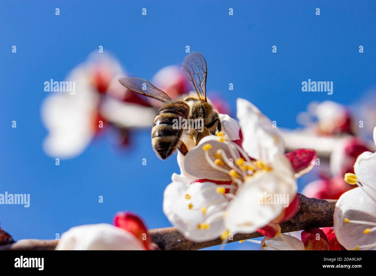 Ape che vola a fiori di albicocca, inflorescenze su sfondo blu. Impollinazione di alberi da frutta. Insetti sono portatori di malattie fungine. Foto Stock