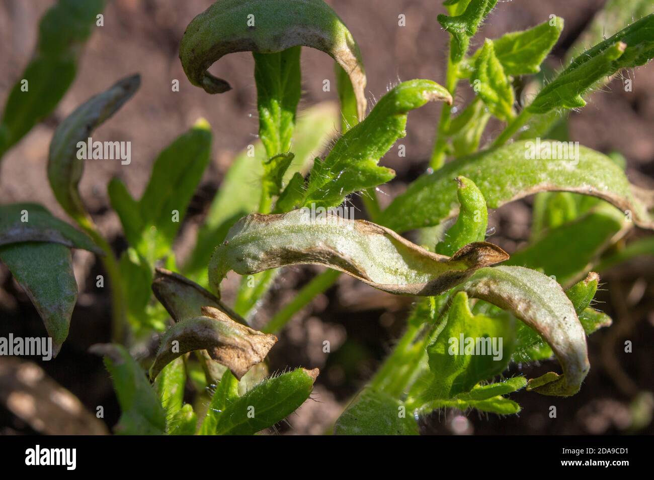 Le foglie delle piantine di pomodoro nella serra sono danneggiate dall'alta temperatura da impropria cura delle piante. Foto Stock