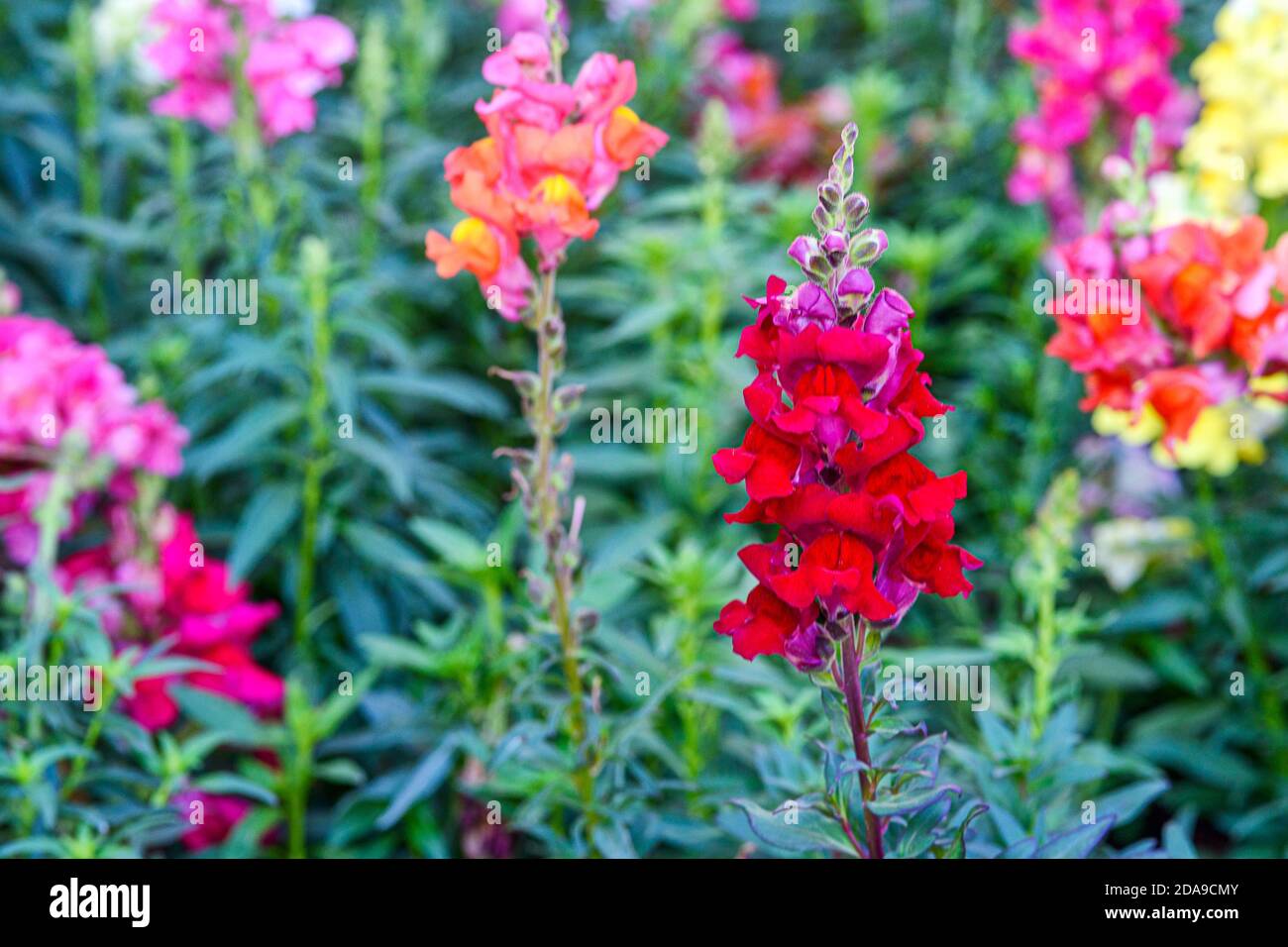 Bellissimo fiore di drago Antirrhinum majus conosciuto anche come Snap Dragons e Tagetes patula (marigolds francese) sta fiorendo nel giardino. Foto Stock