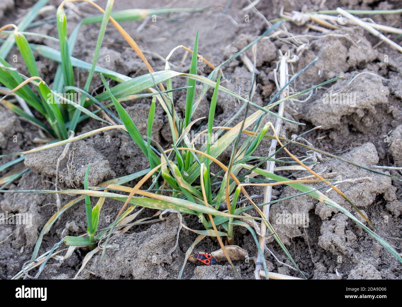 Foglie di grano invernale impoverite da condizioni atmosferiche avverse, gelate primaverili e mancanza di umidità del suolo. Foto Stock