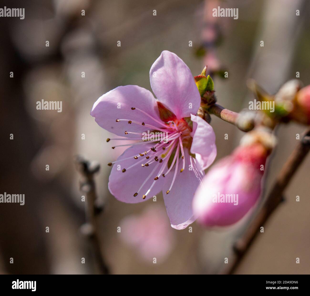 Fiore di pesche, albero di pesche fiorito in primavera. Foto Stock