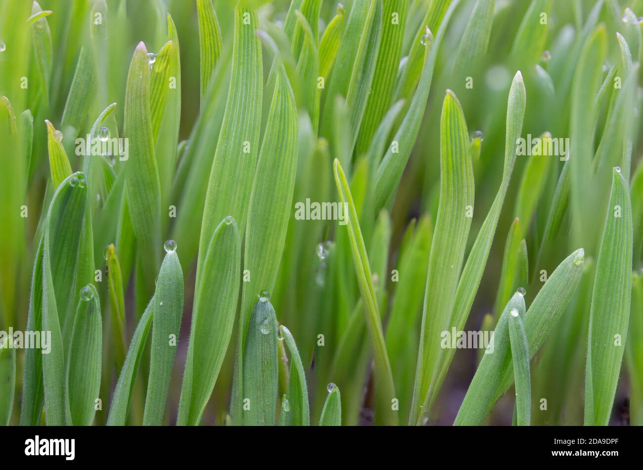 Foglie di erba verde giovane con gocce di rugiada. Germinazione di grani di grano. Erba di prato crescente in agricoltura. Foto Stock