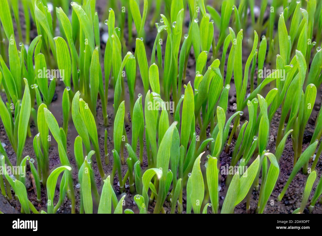 Germinazione di erba verde. Germogli giovani di erba del prato nel terreno. Concetto ecologico. Germinazione di grani di grano, coltivazione di grano in agricoltura. Foto Stock