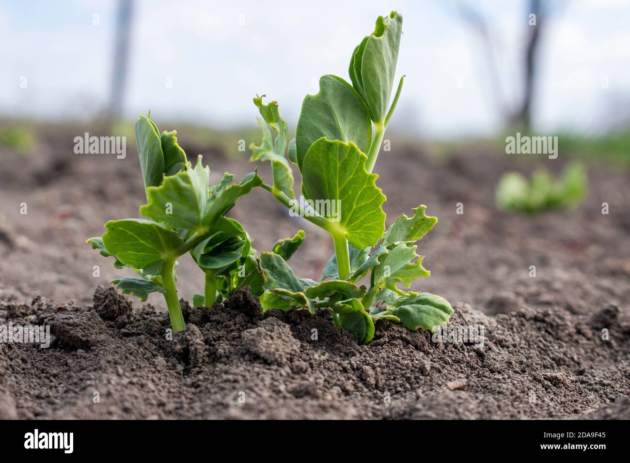 Un germoglio di piselli germogliato che è danneggiato dai parassiti. Le foglie di legume sono state mangiate. Foto Stock