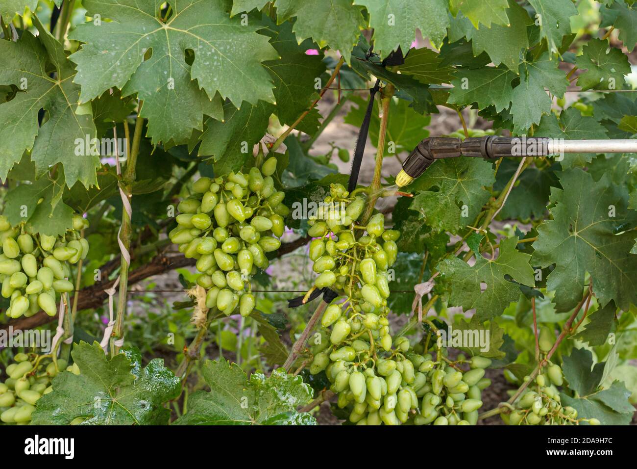 Coltivatore protegge i cespugli di uva da malattie fungine o vermin con spruzzatore di pressione e sostanze chimiche nel giardino. Cura stagionale. Foto Stock