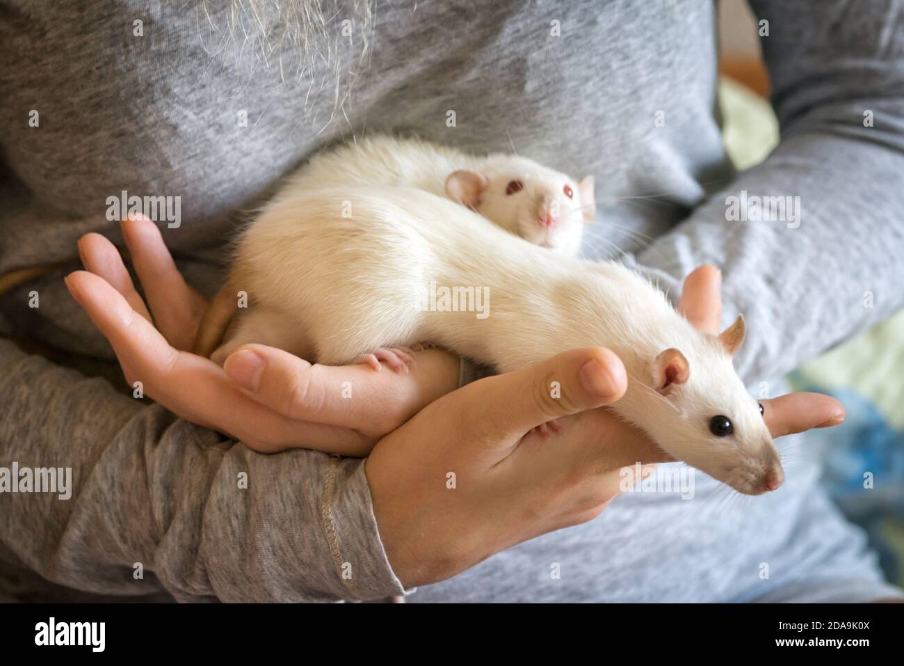 Due piccoli ratti bianchi in mano di una donna Foto Stock