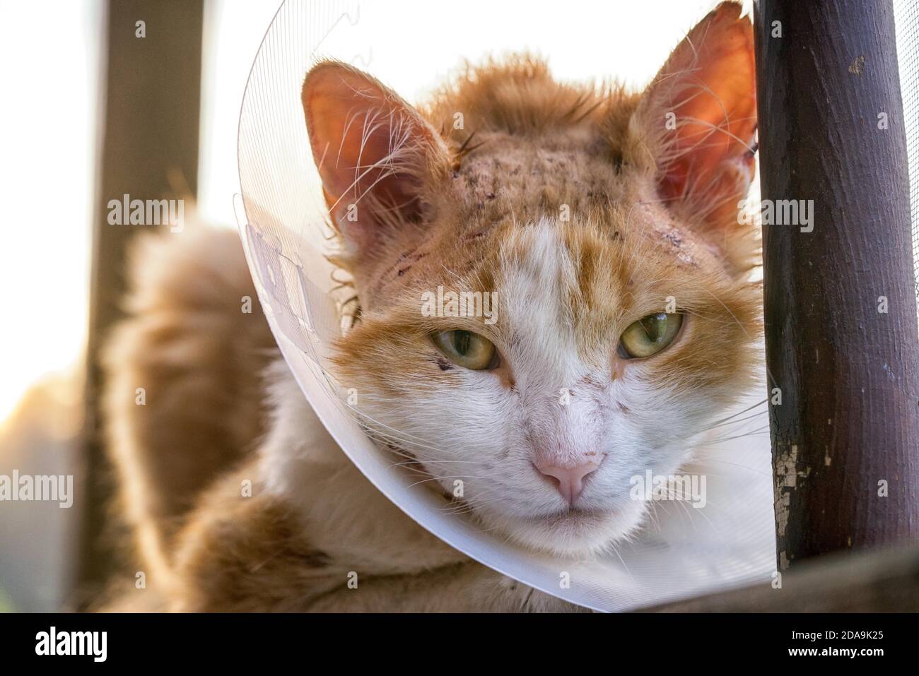 Ferito gatto arancione che indossa il cono veterinario collo elisabettiano sulla sua testa con tutta la sua testa ferita e graffiata, aspetto molto triste. Foto Stock