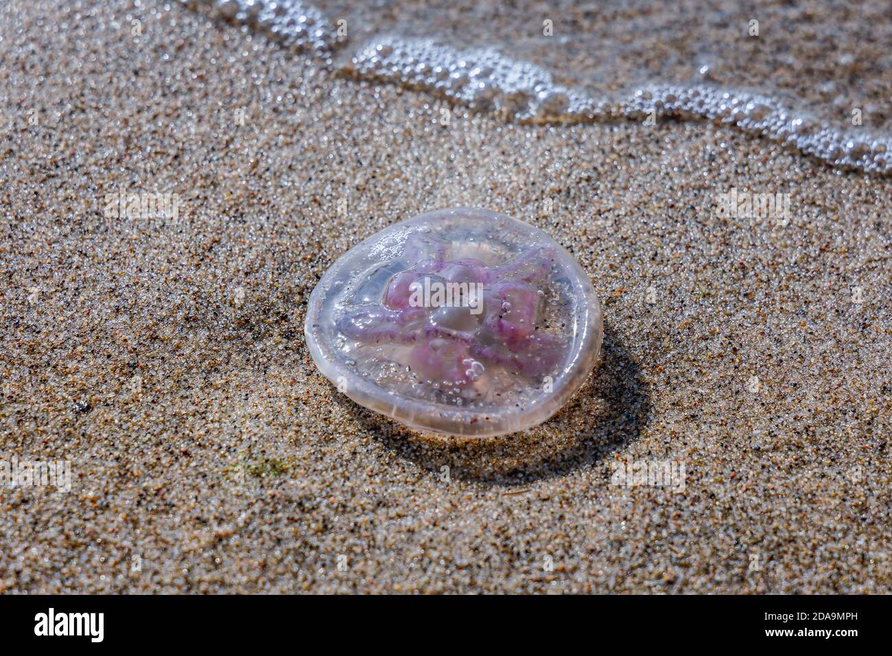 Meduse su una spiaggia dell'isola di Sobieszewo sopra la baia di Danzica nel Mar Baltico, Polonia Foto Stock