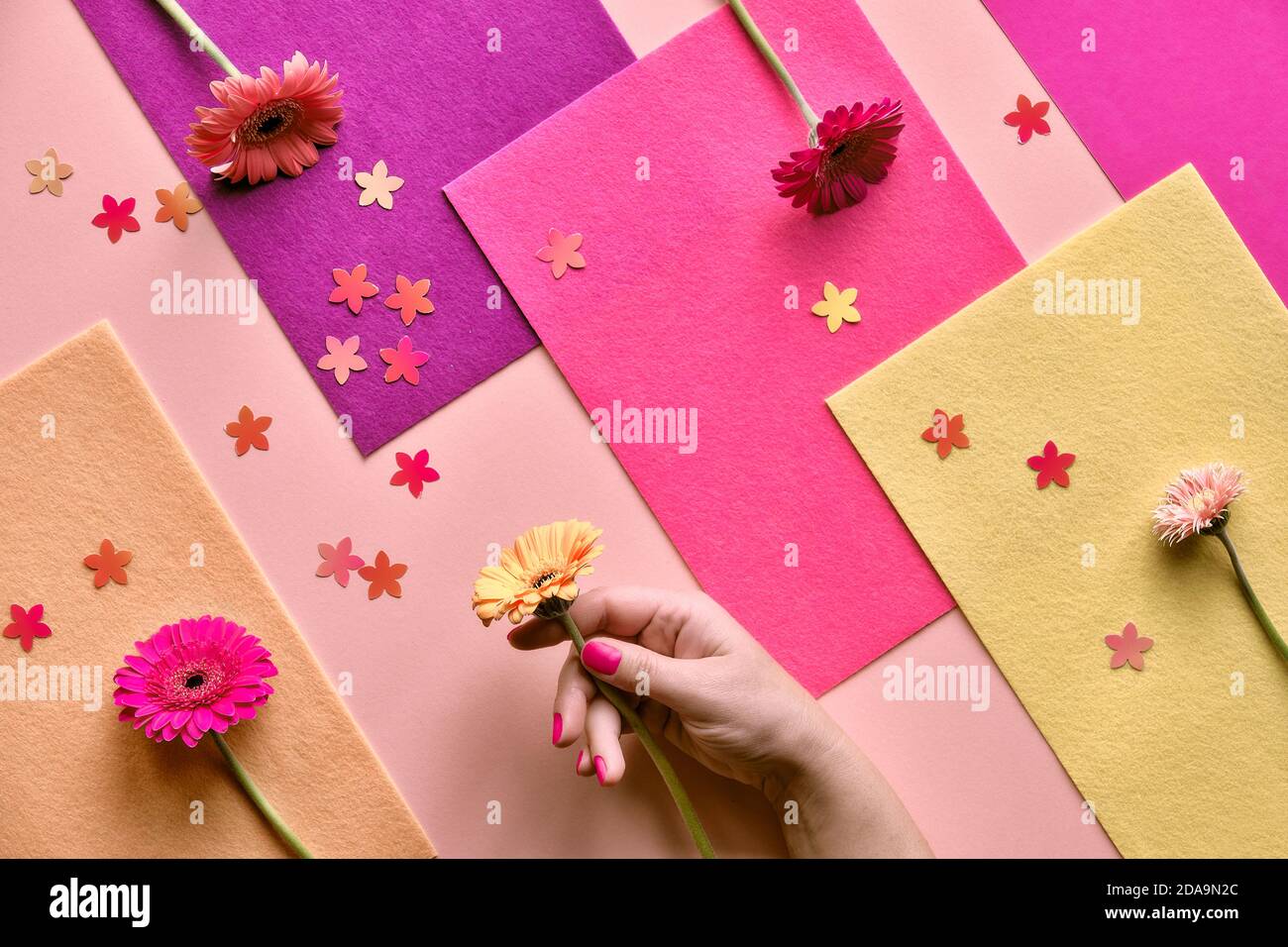 Superficie piana geometrica a due tonalità su carta e fondo in feltro stratificato. Gerbera fiore in mano e confetti floreali. Foto Stock