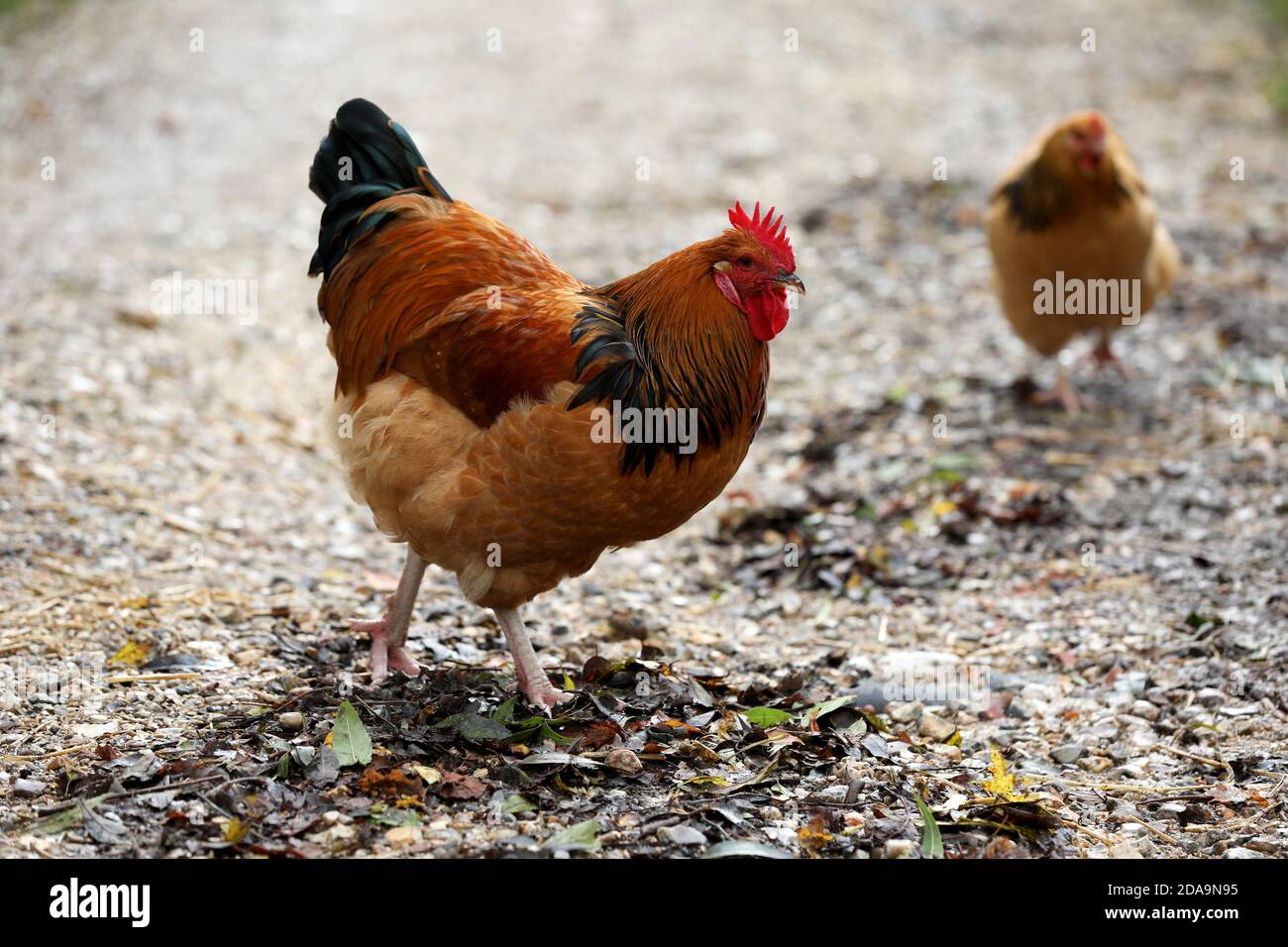 Polli che vivono la loro vita migliore in Sussex, Regno Unito. Foto Stock