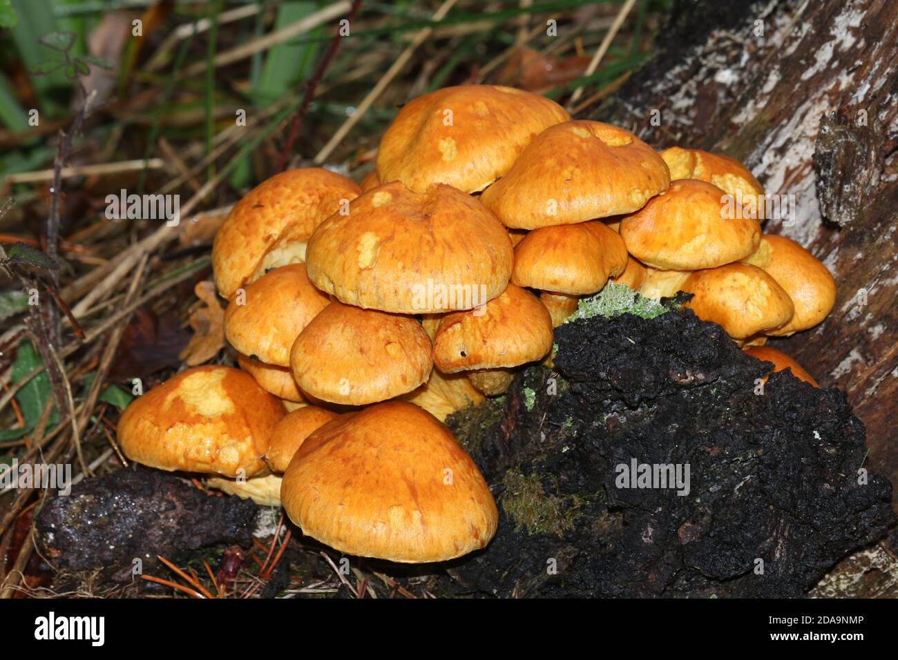 Un gruppo di spettacolari funghi Rustgill, Gymnactillus junonius, che crescono in boschi nel Regno Unito. Foto Stock