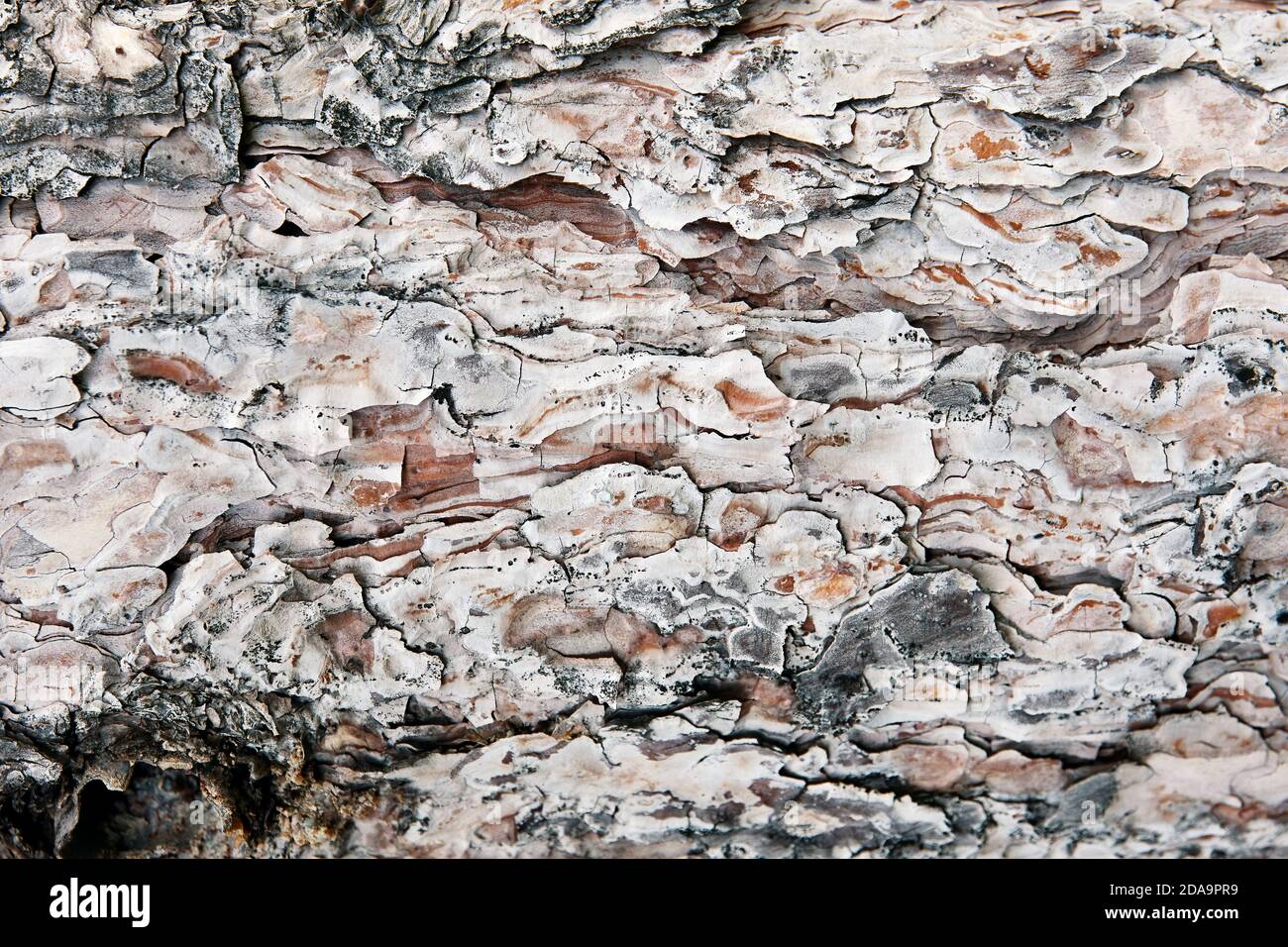 Pineta tronco texture sfondo o sfondo con spazio di copia. Foto Stock