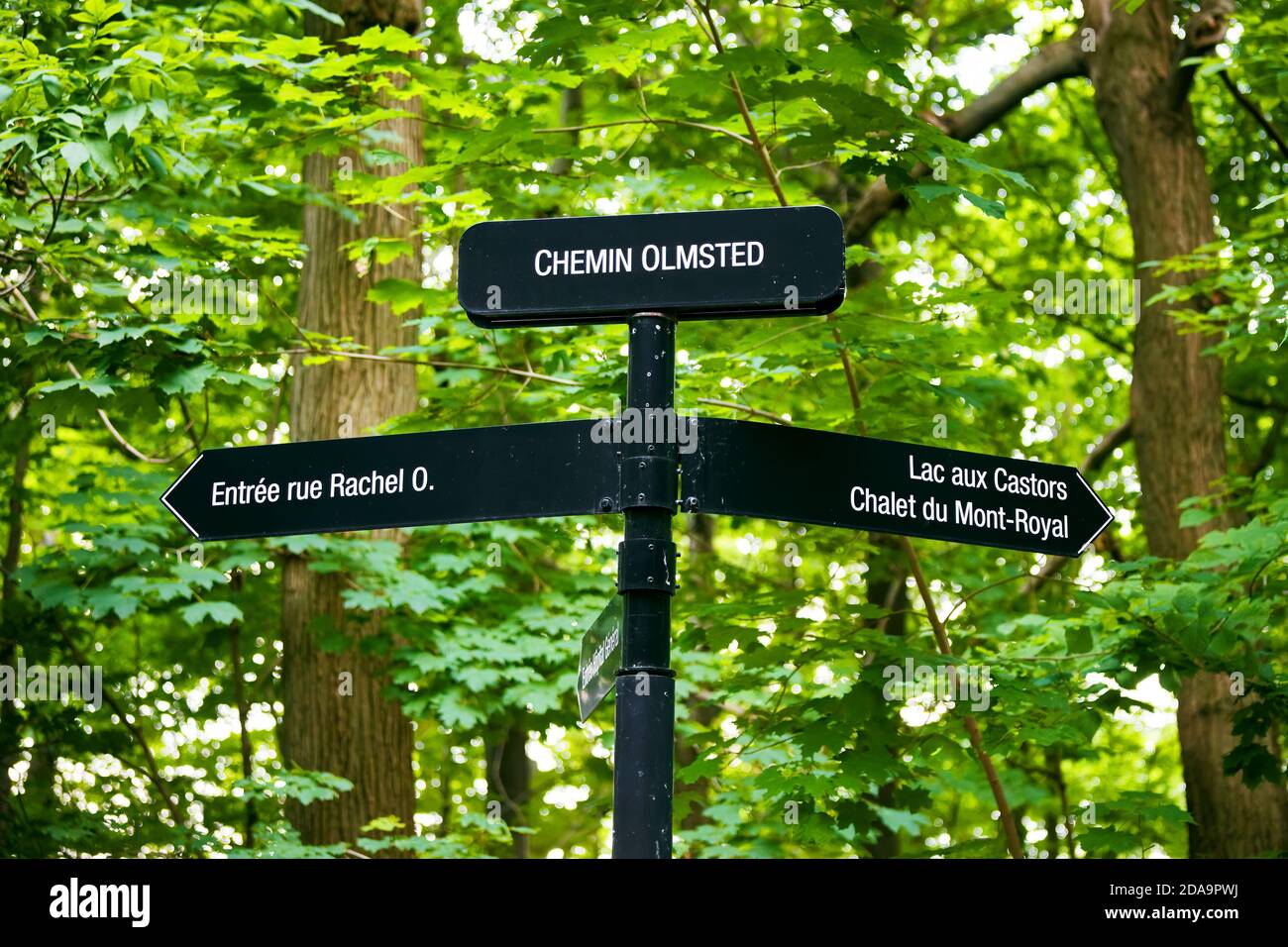 Cartello direzionale al Mount Royal Park di Montreal, Canada, sullo sfondo della foresta in primavera. Foto Stock